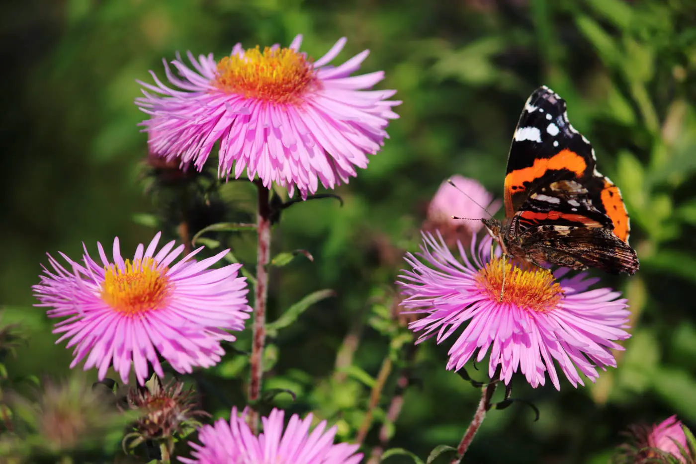 Butterfly flowers, in the Chroma Pop style