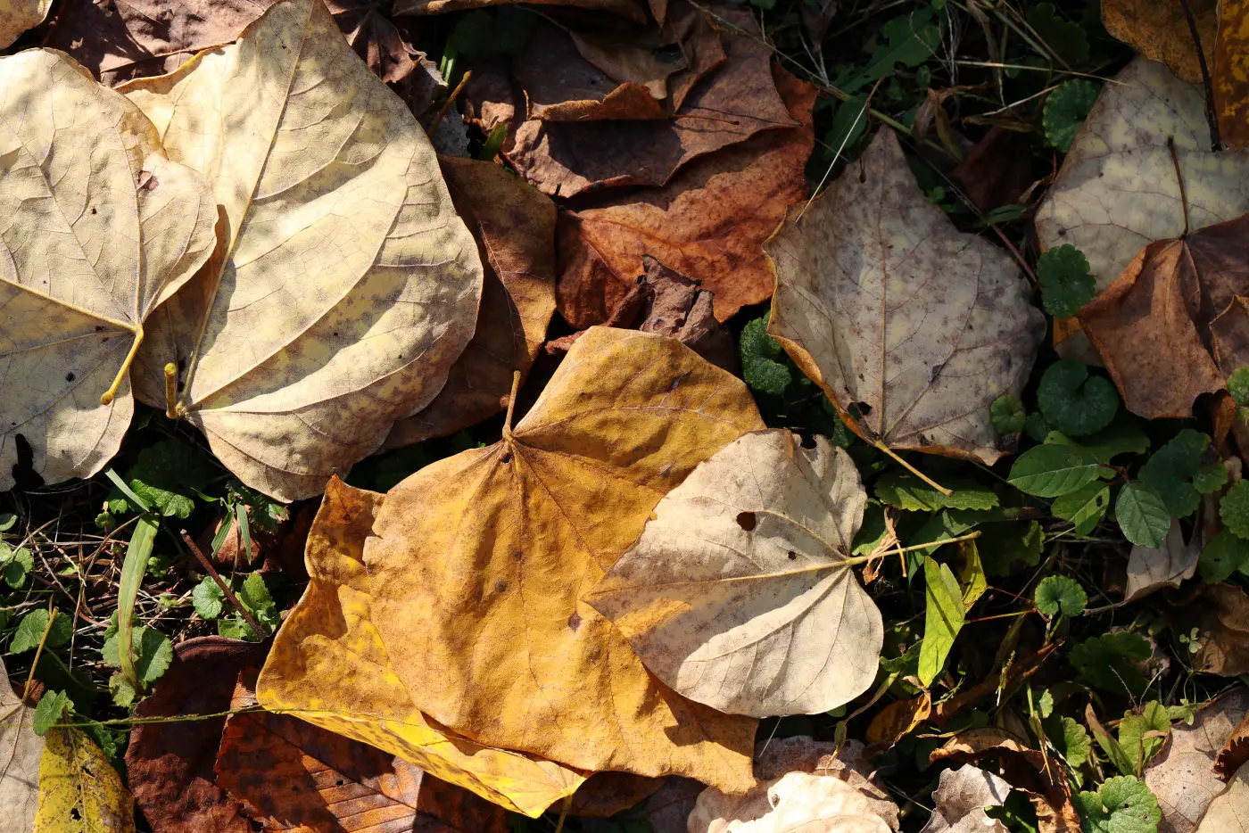 Leaves on ground, in the Chroma Pop style