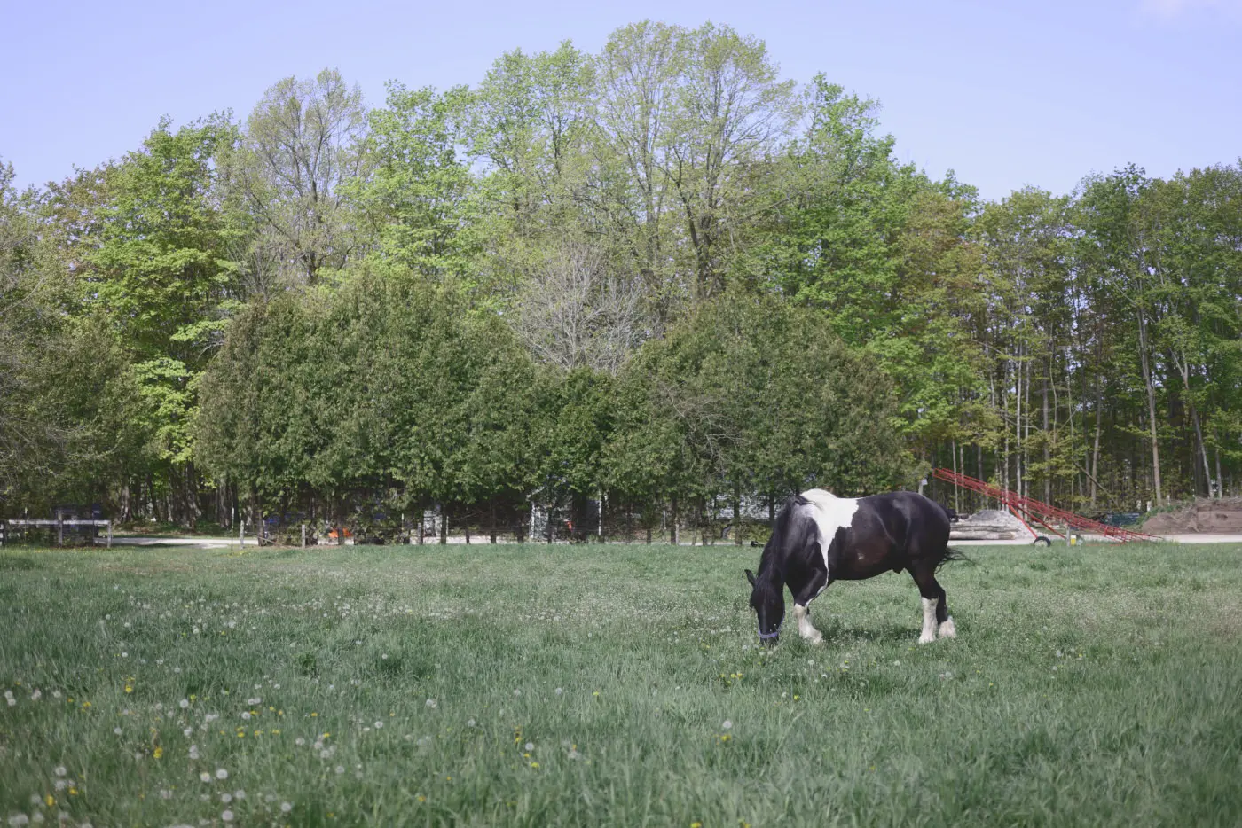 Horse grazing, in the Classic Cool Filmic style