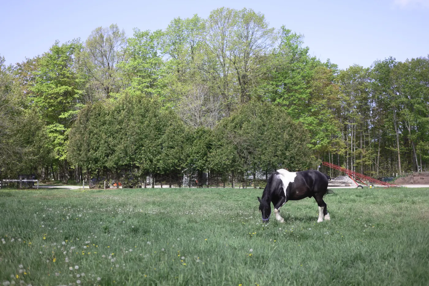 Horse grazing, in the Classic Cool style