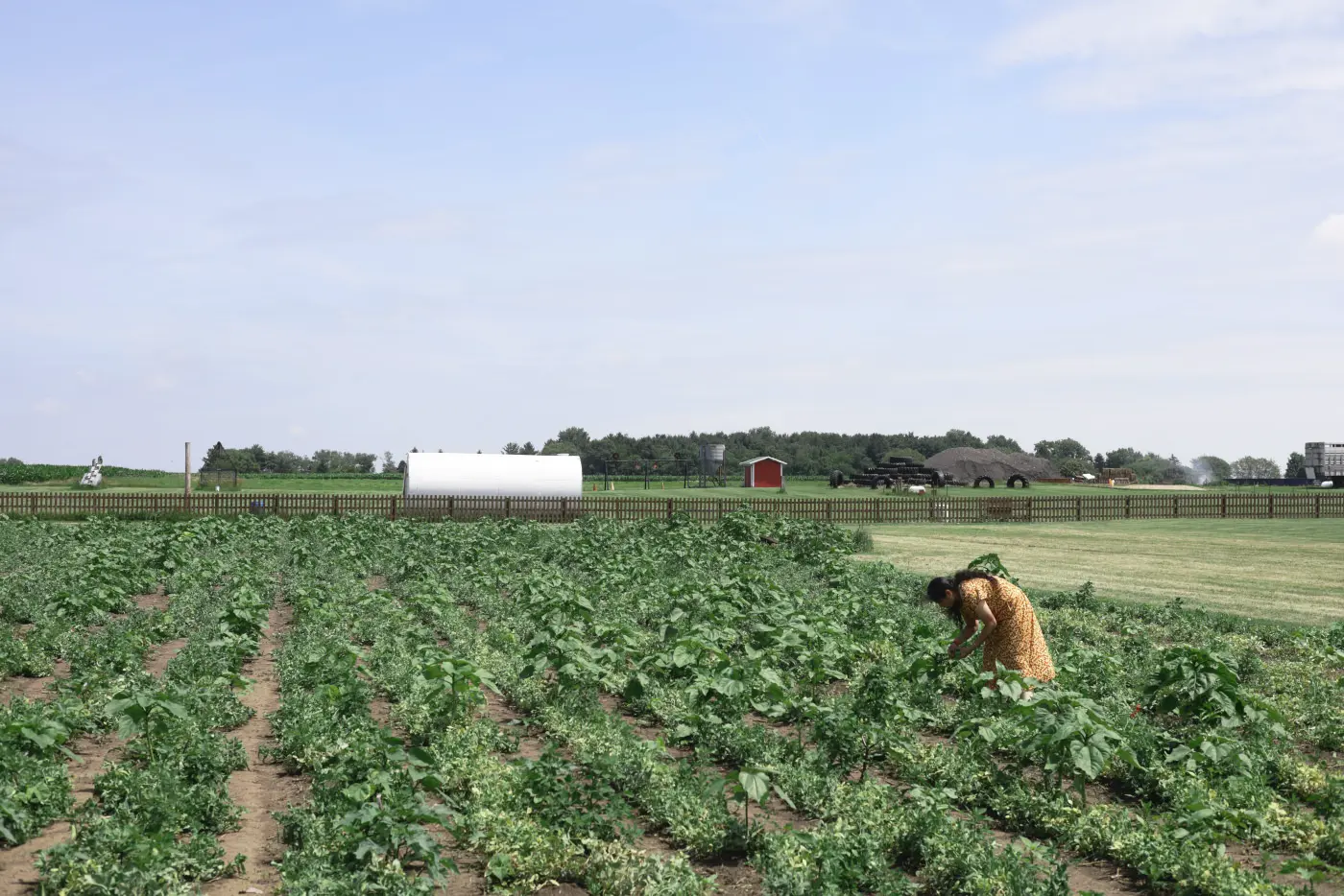 Classic Cool example: woman tending rows of crops on a farm