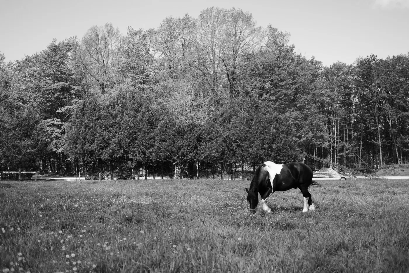 Graphite example: horse grazing in a field