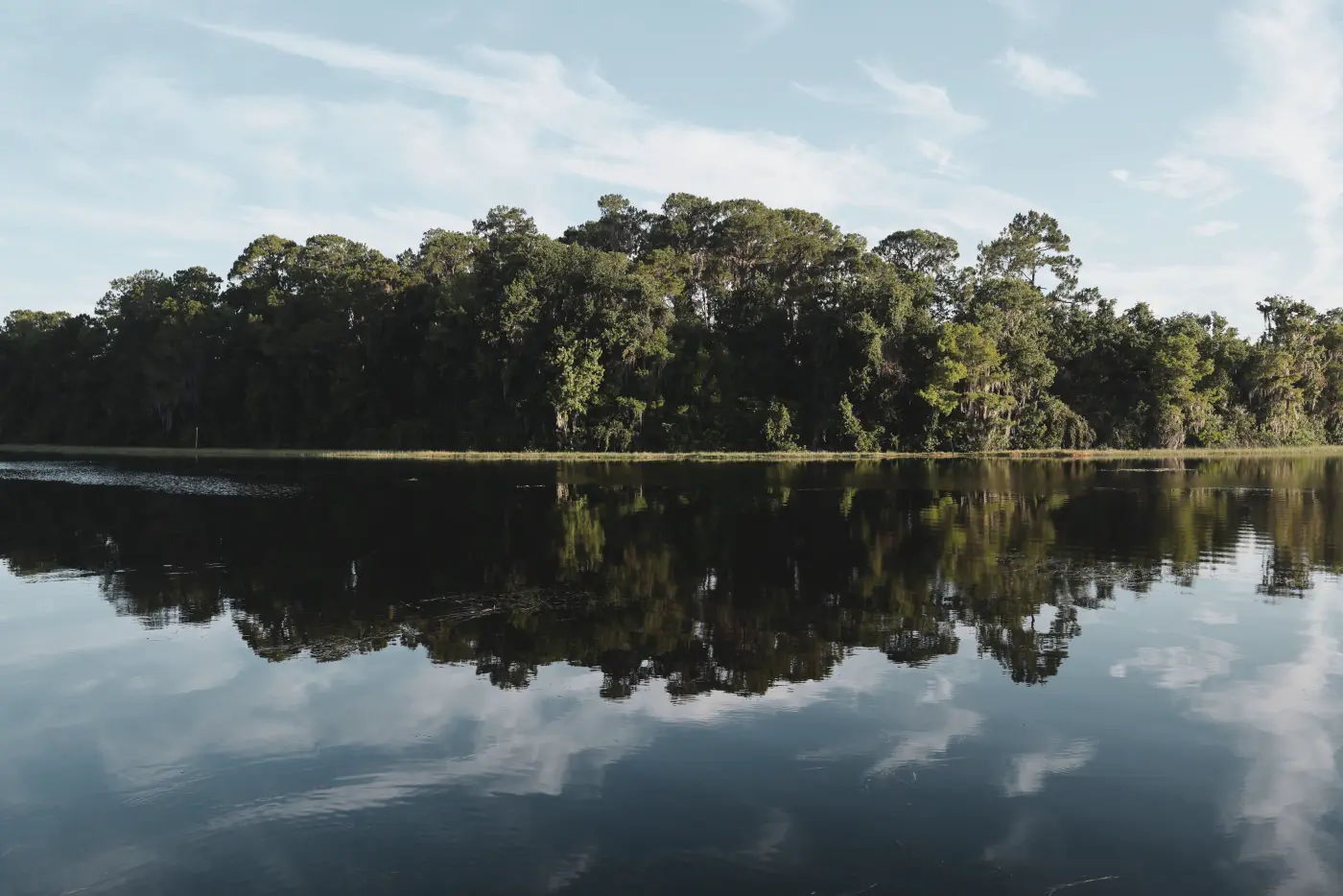 Lake and tree reflection, in the Retro Neg style